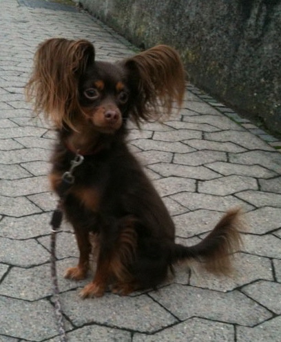 Lux Toy Filip le beau