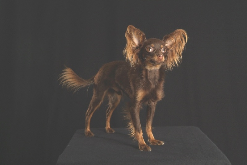 Photo - Studio