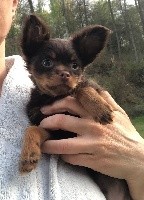 Lux Toy Ringo Starr